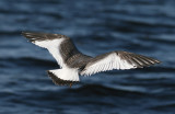 Sabines Gull (Larus sabini) - trnms