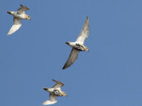 European Golden Plover (Pluvialis apricaria)