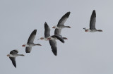 Greylag Goose (Anser anser) - grgs