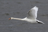 Mute Swan (Cygnus olor)