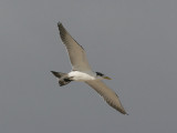 Swift Tern (Thalasseus bergii) - tofstrna