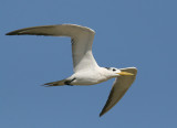 Swift Tern (Thalasseus bergii) - tofstrna