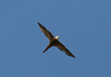 Forbes-Watsons Swift (Apus berliozi) - Somaliseglare