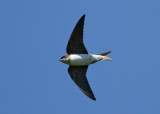 Common House Martin (Delichon u. urbicum)