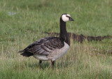 Barnacle Goose (Branta leucopsis) - vitkindad gs