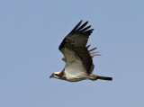 Osprey (Pandion haliaetus) - fiskgjuse