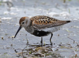 Dunlin (Calidris alpina)