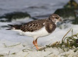 Ruddy Turnstone (Arenaria interpres)