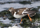 Ruddy Turnstone (Arenaria interpres)