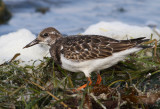 Ruddy Turnstone (Arenaria interpres)