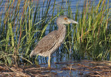 Yellow-Crowned Night Heron (Nycticorax violacea)