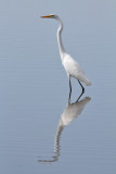Great Egret (Ardea alba) - gretthger