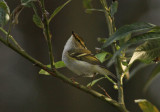 Pallass Leaf Warbler (Phylloscopus proregulus)