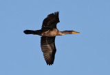 Double-crested Cormorant (Phalacrocorax auritus)