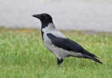 Hooded Crow (Corvus cornix) - Grkrka