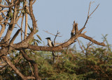 Pied Cuckoo (Oxylophus jacobinus)
