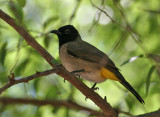 Yellow-vented bulbul (Pycnonotus xanthopygos)