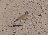 Hoopoe Lark (Alaemon aludipes)