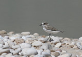 Kentish Plover (Charadrius alexandrinus9