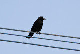 Eastern Rook (Corvus frugilegus pastinator)