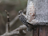 Japanese Pygmy Woodpecker (Yungipicus kizuki nippon)