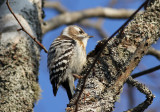 Japanese Pygmy Woodpecker (Yungipicus kizuki seebohmi)