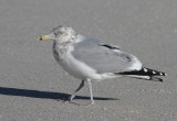 American Herring Gull (Larus smithsonianus)