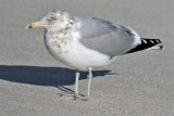 American Herring Gull (Larus smithsonianus)