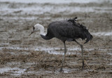 Hooded Crane (Grus monacha)