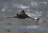 White-naped Crane (Grus vipio)