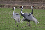 White-naped Crane (Grus vipio)