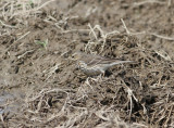 Buff-bellied Pipit (Anthus rubescens japonicus)