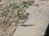 Buff-bellied Pipit (Anthus rubescens japonicus)