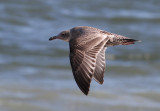 American Herring Gull (Larus smithsonianus)