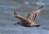 American Herring Gull (Larus smithsonianus)