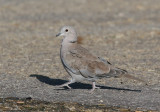 Eurasian Collared-Dove (Streptopelia decaocto) - turkduva