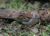 Field Sparrow (Spizella pusilla)