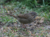 Lincolns Sparrow (Melospiza lincolnii)