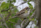 Lark Sparrow (Chondestes grammacus)