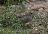 Rufous-crowned Sparrow (Aimophila ruficeps)