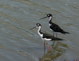 Black-necked Stilt (Himantopus mexicanus)