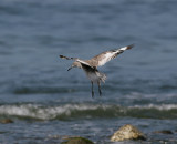 Willet (Catoptrophorus semipalmatus inornatus)