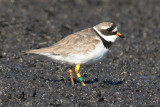 Ringed Plover (Charadius hiaticula) - strre strandpipare