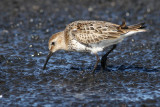 Dunlin (Calidris alpina) - krrsnppa