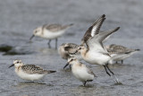 Sanderling (Calidris alba) - sandlpare