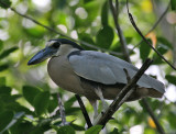 Boat-billed Heron (Cochlearius cochlearius)