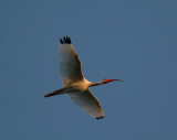 White Ibis (Eudocimus albus)