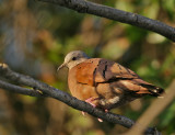 Ruddy Ground-Dove (Columbina talpacoti)