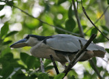Boat-billed Heron (Cochlearius albus)