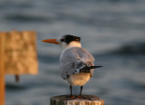 Royal Tern (Thalasseus maxima) - kungstrna